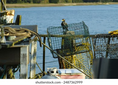 Bird sitting on fishing pier among fishing traps and lines. Blue ocean coast in background. - Powered by Shutterstock