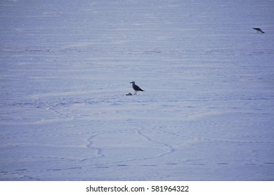 Bird sitting on a frozen lake