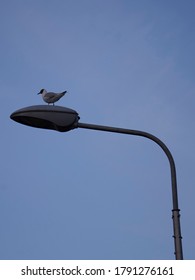 bird sitting on a lantern
