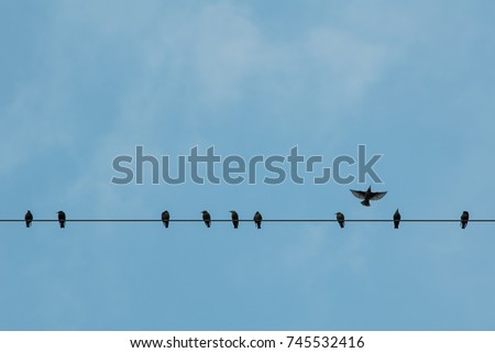 Bird sitting on a powerline while one flies away
