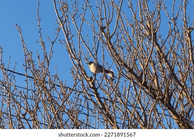 Bird sitting on a tree branch with sky as a background during sunset - Powered by Shutterstock