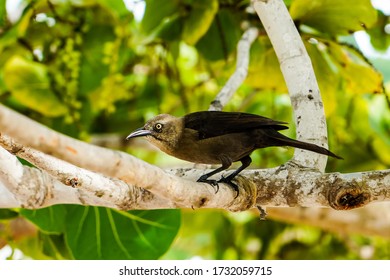 Bird Sitting On A Tree In St.Georges, Grenada