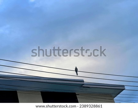 a bird sitting on a wire in the sky.