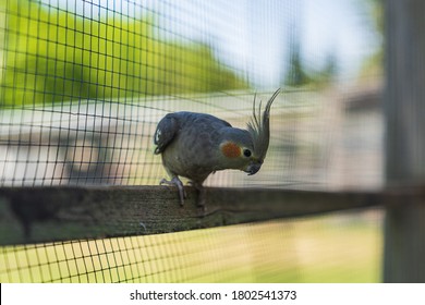 Bird Sitting On Wooden Strut In Cage