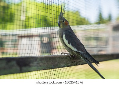 Bird Sitting On Wooden Strut In Cage