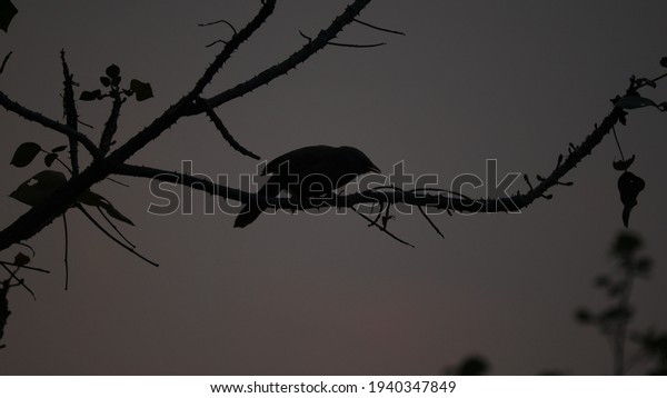 A bird is sitting in\
the silhouette.