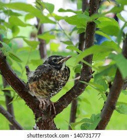 Bird sitting in a tree