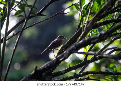 bird sitting in a tree 