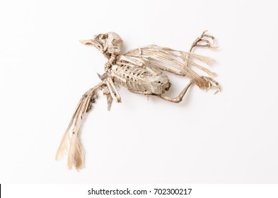 Bird Skeleton