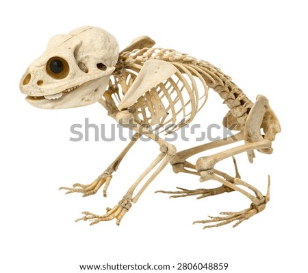 Bird skeleton with spread wings isolated on white background