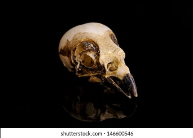 Bird Skull