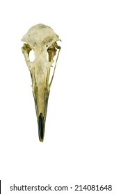 Bird Skull