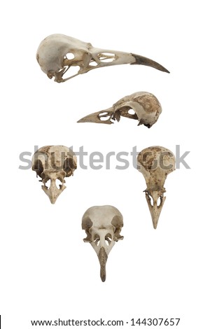 Bird skulls