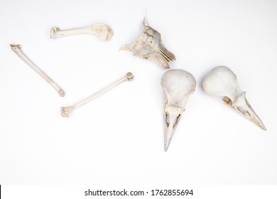 bird skulls and bones on white background. Copy space. no people. Zoology, craniology concept
