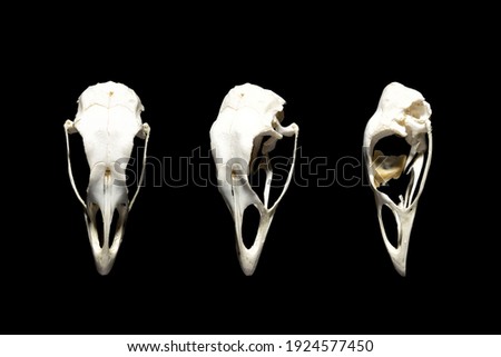 Bird skulls in different angles. Seabird. Isolated on black.
