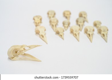 Bird Skulls On White Background. Copy Space. No People. Zoology, Craniology Concept