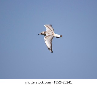 Photos Images Et Photographies De Stock De Oiseau Qui S