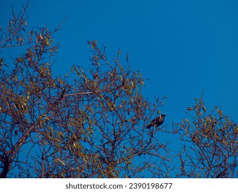 bird, sky, branch, fly, nature, background, animal, fauna, wildlife, wild, spain,
