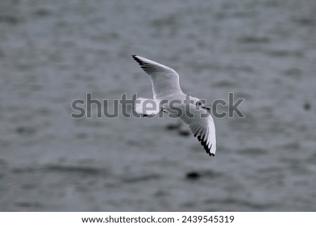 Similar – Foto Bild bird flew by Umwelt Natur