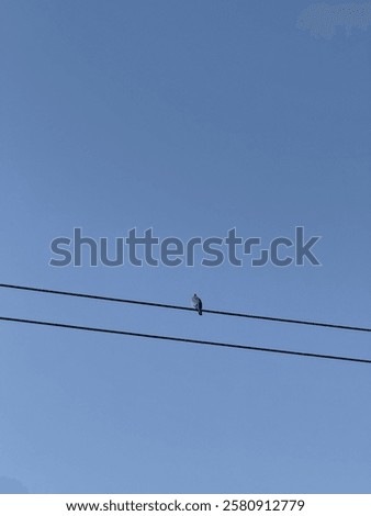 bird, sky, wire, birds, blue, nature, cable, swallow, line, animal, electricity, wires, telephone, wildlife, power, flying, electric, swallows