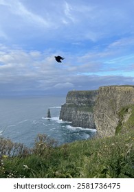 Bird Soards Over The Cliffs of Moher