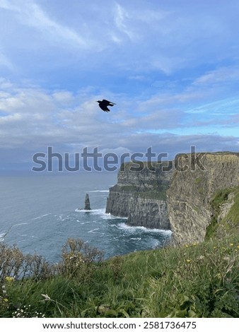 Bird Soards Over The Cliffs of Moher