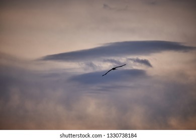 Bird soaring in the clouds