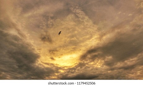 Bird soaring in cloudy sky