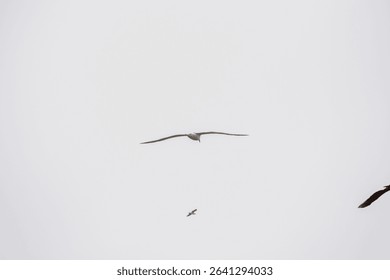 Bird Soaring in a Cloudy Sky