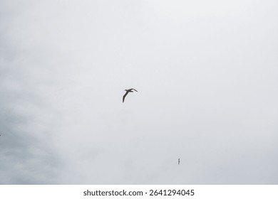 Bird Soaring in a Cloudy Sky