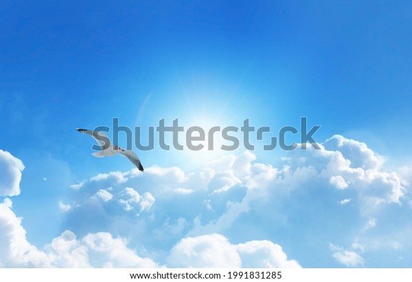 Bird\
soaring high above the clouds in a heavenly\
sky