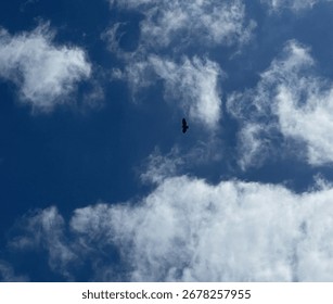Bird soaring high in the clouds