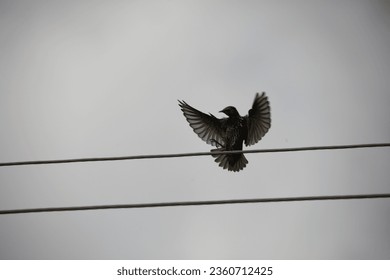 Bird Soaring in the Sky.