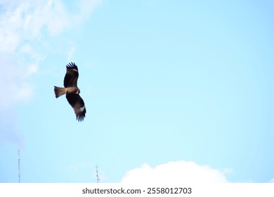 bird soaring in the sky with clouds