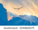 Bird Soaring With Sun Rays