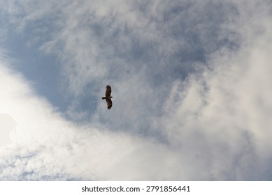 Bird Soaring Through Cloudy Sky in Koh Lanta, Thailand