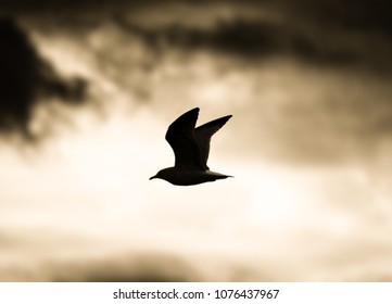 bird soars at sunset