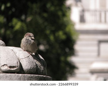 gorrión de pájaros en la ciudad de Madrid