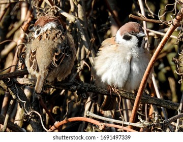 bird sparrow mazurka bushes at farm buildings in the suburbs of the city of Lomza in the Podlasie region in Poland - Shutterstock ID 1691497339