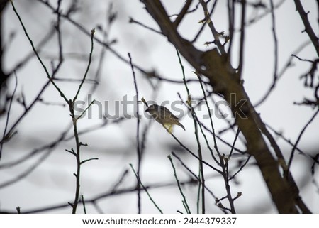 bird, sparrow, in tree, landscape, nature