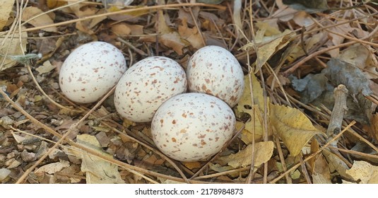 Bird Species Use Different Building Materials To Create Nests Of Various Shapes And Sizes. And The Eggs They Lay Differ In Shape, Markings, Colors, And Size.