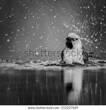 Similar – Image, Stock Photo You or me! Water Animal