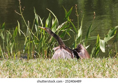 bird with spread wings