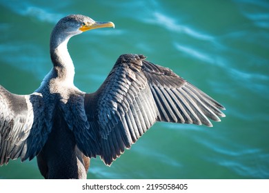 The Bird Spread Wings On A Background Of Water. Nature And Birds