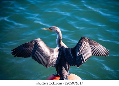 The Bird Spread Wings On A Background Of Water. Nature And Birds