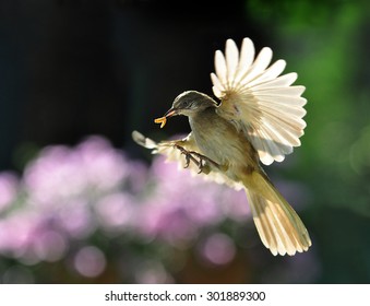 Bird Spreading Wings Taking Flight Carrying Worm Bait ( Bulbul )