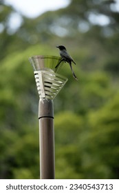 the bird are stand and rest 