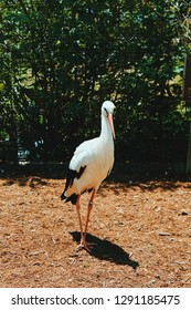 Bird Standing In Front Of Bushes With Stark Shadows