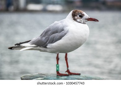 Bird Standing Near Sea In Oslo, Norway