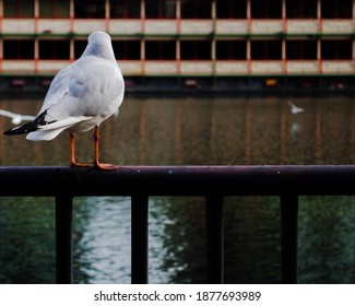 Bird Standing On A Fence. Short Depth Of Field. Shoot Location Is London. Shoot Date Is 2020